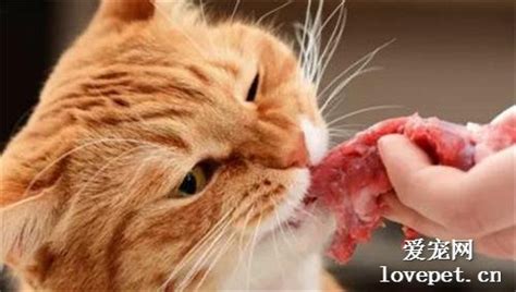 猫咪身旁有块生肉高清图片下载-正版图片600300471-摄图网