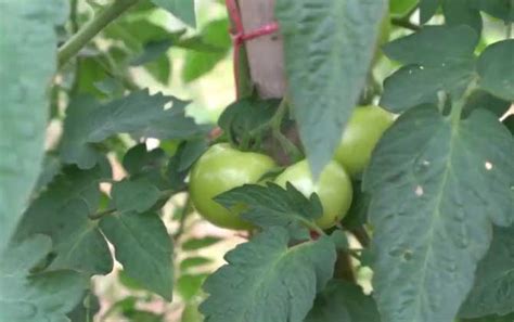 发现院子里种的番茄长了很多不定根。原因是什么 - 运富春