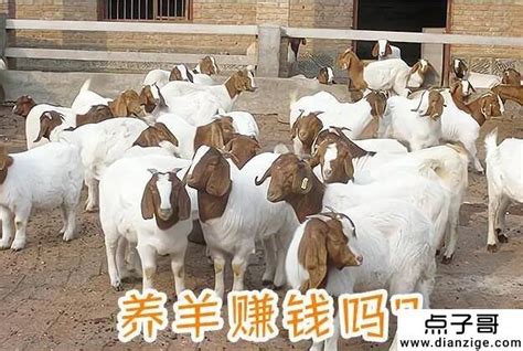 在农村养50只羊能赚多少钱 一年能赚10万左右 - 点子哥