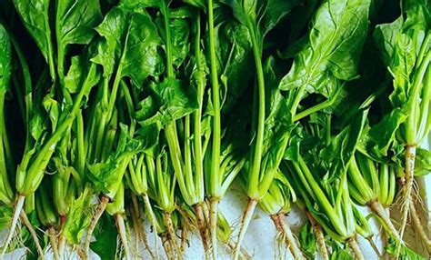 菠菜不能和什么食物一起吃-菠菜的同食禁忌介绍-六六健康网