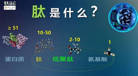 五肽-18/亮啡丝肽可减少神经递质的释放-杭州固拓生物科技有限公司