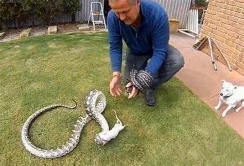 印度蟒蛇图片大全、巨型蟒蛇黑尾蟒长什么样子？_蛇的图片_毒蛇网