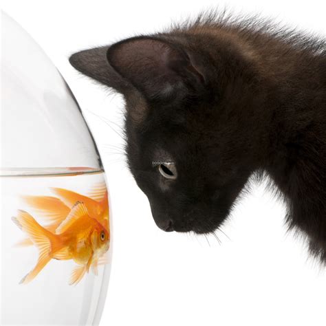 一只小猫一个圆形鱼缸金鱼与小猫对视表情呆萌可爱