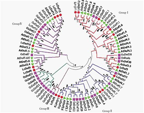苦马豆叶绿体基因组结构及其特征分析