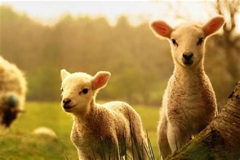 属羊难得四月羊 属羊的几月份出生最好呢_生肖_若朴堂文化