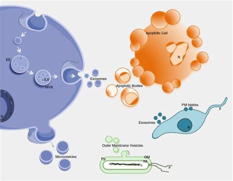 CD115,巨噬细胞集落刺激因子1受体CSF1R基因突变,CSF1R抑制剂_全球肿瘤医生网
