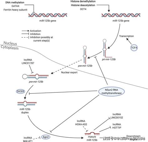 miRNA 在基因调控中的作用 | MedChemExpress - 知乎
