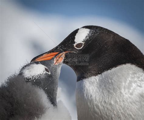野生动物企鹅高清图片下载-正版图片503177169-摄图网