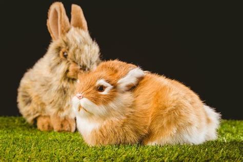属兔和什么合得来 和睦的最佳属相-属兔-国学梦