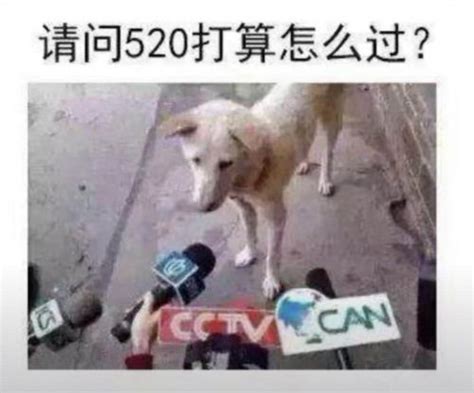抖音请问520打算怎么过 一只单身狗狗被采访-闽南网