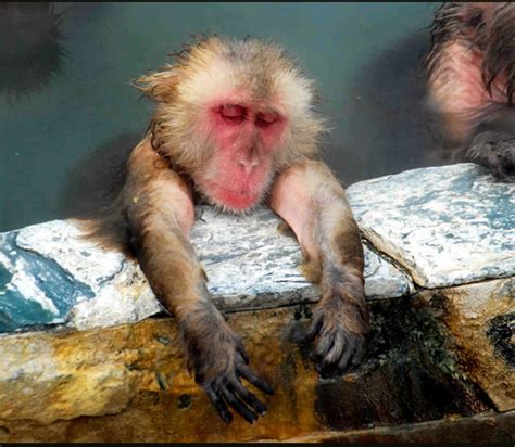 神秘的水猴子~~-激情体坛业主论坛- 扬州房天下