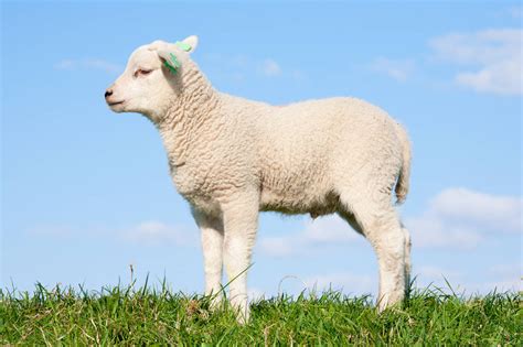 非常可爱的小羊羔高清图片下载-正版图片505320790-摄图网