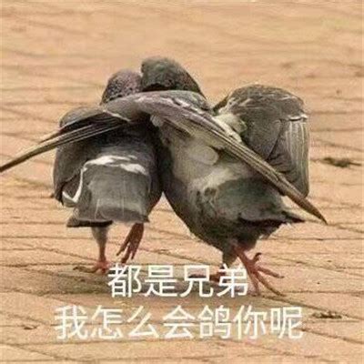 鸽子表情包图片