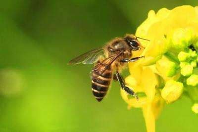蜜蜂一天什么时间出勤最多-百度经验