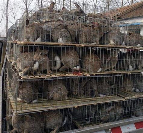 三明市当地种兔肉兔养殖场价格_恒鑫种兔养殖场_商国互联网