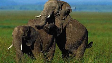 尼泊尔的大象饲养中心：大象被用铁链拴住脚，活动范围不到两米_繁育
