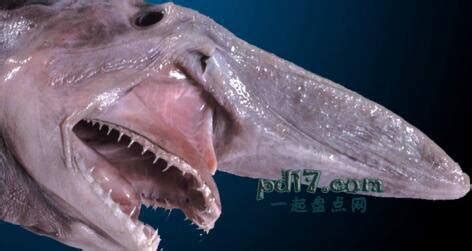 7种恐怖的深海鱼，像是海底中的“恶魔”_海洋