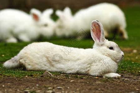 灰兔兔子动物宠物可爱手绘元素元素素材下载-正版素材401288369-摄图网