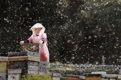 颗粒在线 - 科技前沿 - 新西兰的Humble Bee Bio公司正在利用蜜蜂制造生物塑料