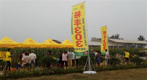 北京联创种业公司依托商丘生态站开展玉米良种示范推广_中国农业科学院农田灌溉研究所