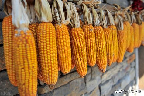 今天玉米价格是多少钱一斤（当前新玉米价格多少钱一斤） - 上海资讯网