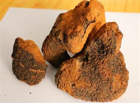 桦树茸的图片
