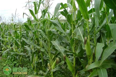 黄淮海排名第一的玉米品种 - 惠农网