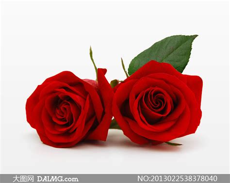 最美的两朵玫瑰花图片,两朵玫瑰花图片,两朵红玫瑰花图片大全_大山谷图库