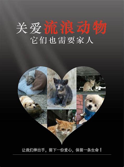 IFAW关爱流浪动物|平面|海报|landa1993 - 原创作品 - 站酷 (ZCOOL)