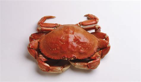 螃蟹用袋子放在水里能活多久 - 拾味生活