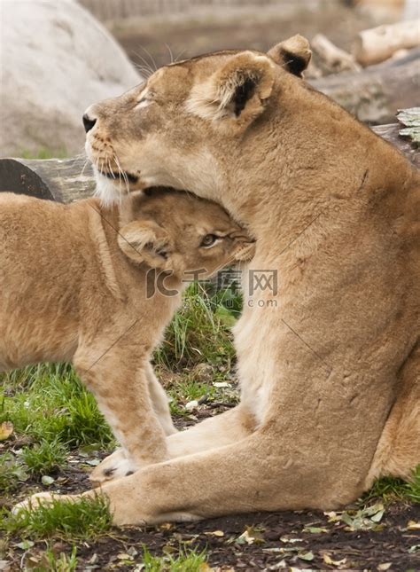 《狮子女题材 Panthera leo》高清摄影大图-千库网