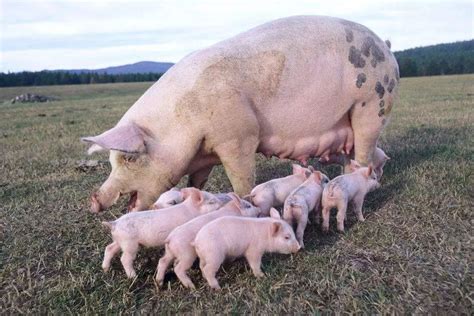 肥猪和大母猪在养猪场的牲畜中吃高清图片下载-正版图片502571427-摄图网