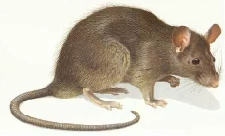 鼠类品种大全,中老鼠品种大片,老鼠种类图片及名称(第3页)_大山谷图库