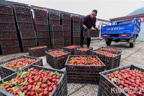 百种优质农产品“亮相”展销区，青浦区“中国农民丰收节”活动启动