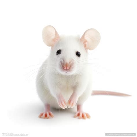做实验为什么要用小白鼠？ 其他动物不可以吗？|实验|为什么-知识百科-川北在线