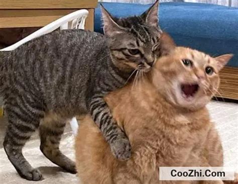 网友拍下两猫打架，场面失控，最后竟使出了这绝招 - 知乎