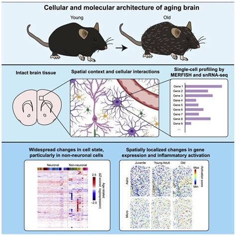 单细胞分辨率下小鼠大脑衰老的分子和空间特征_澎湃号·湃客_澎湃新闻-The Paper
