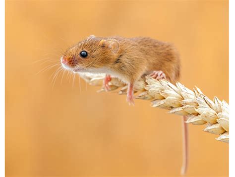 26张可爱的小老鼠摄影图片欣赏(2) - 设计之家