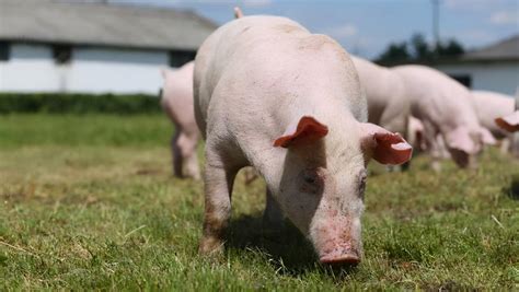 猪病防治大全|猪蓝耳病症状|猪病专业网 - 猪好多网