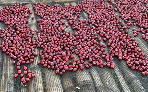 Ethiopia Guji 3 Natural Arsosala GrainPro | Royal Coffee
