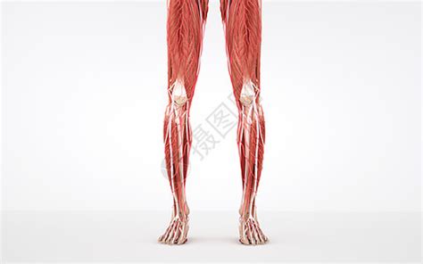 下肢骨_肌肉网