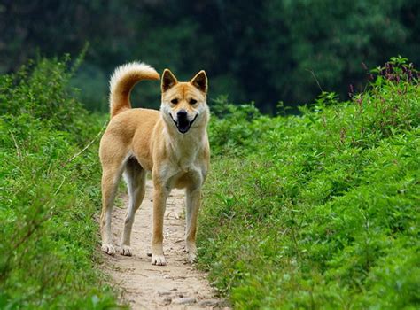 史上最全的40种中华田园犬！ | 爱宠网
