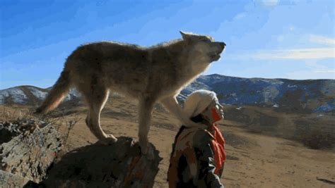 《重返狼群》一个女孩和一匹狼的爱与自由的真实故事，爱是放手-搜狐大视野-搜狐新闻
