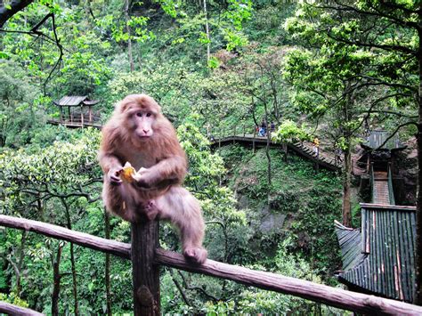 峨眉山峨眉猴，一道活动的风景 - 知乎