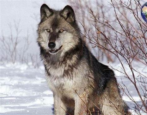 体型最大的狼是哪一种（世界上体型最大的狼品种）-满趣屋