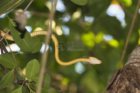 森林 热带雨林 河流 漂流河道 蛇雕塑 眼镜蛇 树上的蛇-cg模型免费下载-CG99
