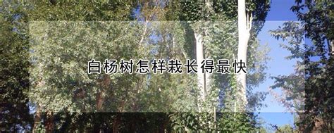 白杨树怎样栽长得最快 —【发财农业网】