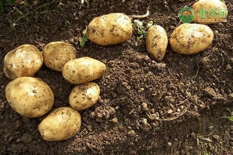 马铃薯生长发育期和环境条件-农技学堂 - 惠农网