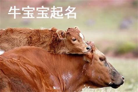 61年的牛在2023年的运势 属牛人的今年的运势_生肖_若朴堂文化