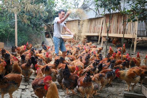 养鸡的养鸡场有鸡在高清图片下载-正版图片504791538-摄图网